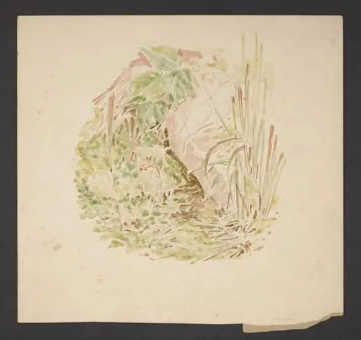 Study of undergrowth with grasses, clover and a snail, by Beatrix Potter
