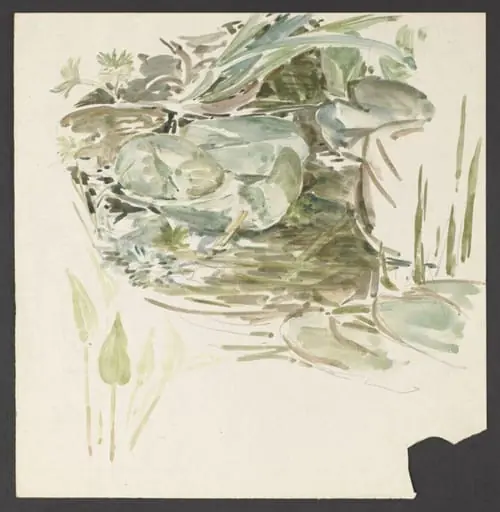 Study of waterlily leaves, by Beatrix Potter