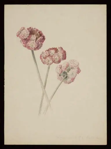 Three double daisies, by Beatrix Potter
