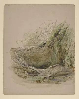 Tree hollow, by Beatrix Potter, 1904