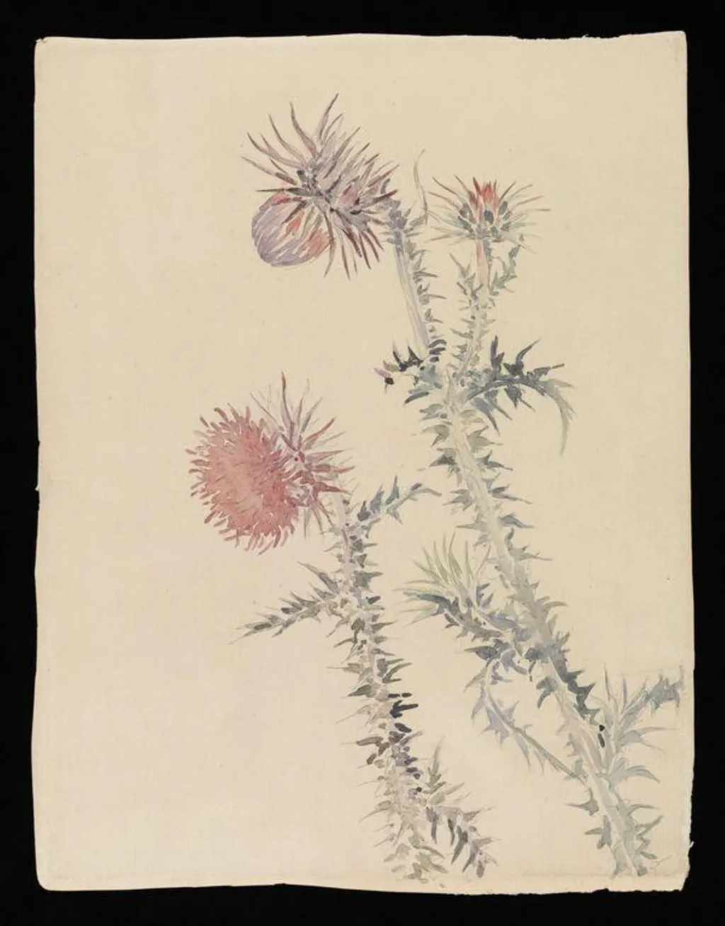 Two pink thistle plants, by Beatrix Potter, watercolor, 1850