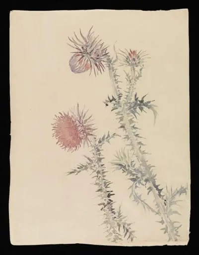 Two pink thistle plants, by Beatrix Potter