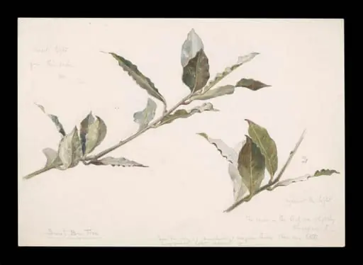 Two sprays of a sweet bay tree, by Beatrix Potter