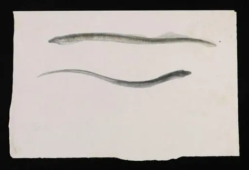 Two views of a lamprey, by Beatrix Potter
