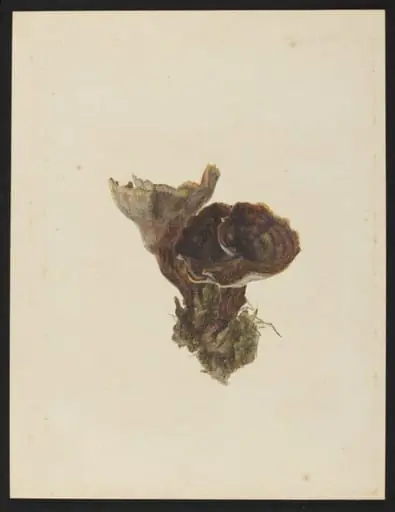 Untitled, by Beatrix Potter