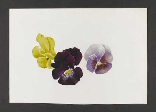 Untitled, by Beatrix Potter