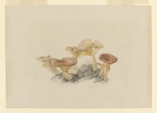 Untitled, by Beatrix Potter