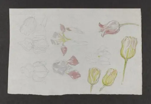 Untitled, by Beatrix Potter