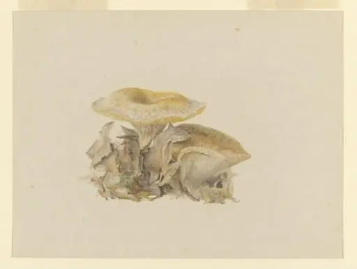 Untitled, by Beatrix Potter