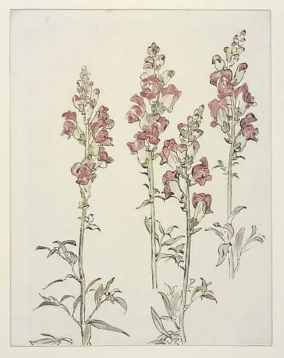 Untitled, by Beatrix Potter