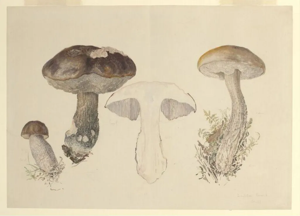 Untitled, by Beatrix Potter, watercolor, 1897