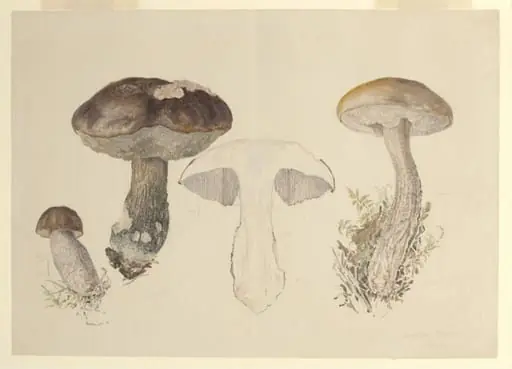 Untitled, by Beatrix Potter