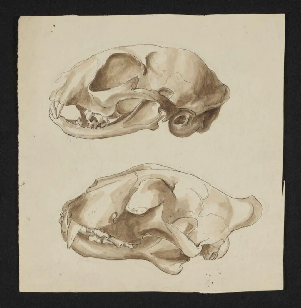 Untitled, by Beatrix Potter, watercolor, 1895