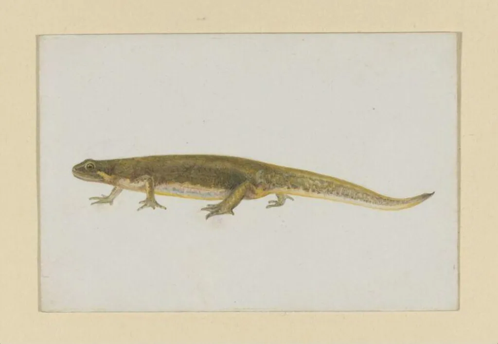 Untitled, by Beatrix Potter, watercolor, 1886