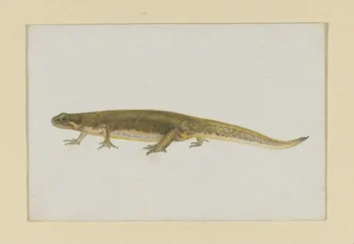 Untitled, by Beatrix Potter