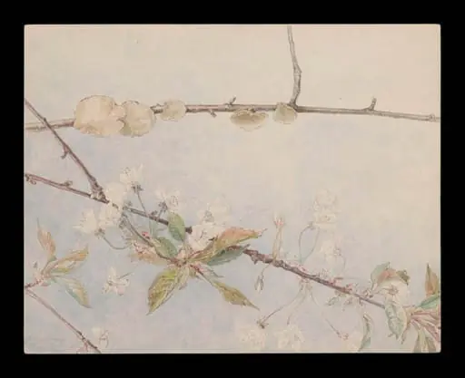 Untitled, by Beatrix Potter