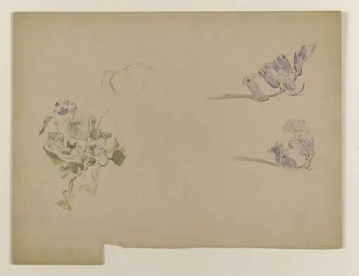 Violets and bluebells, by Beatrix Potter