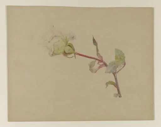 White rose, by Beatrix Potter