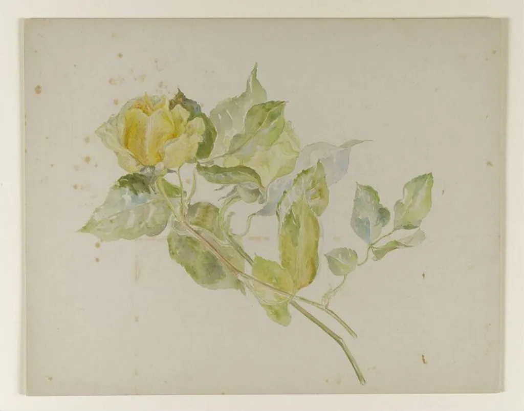 Yellow rose, by Beatrix Potter, watercolor, 1850