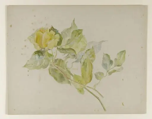 Yellow rose, by Beatrix Potter
