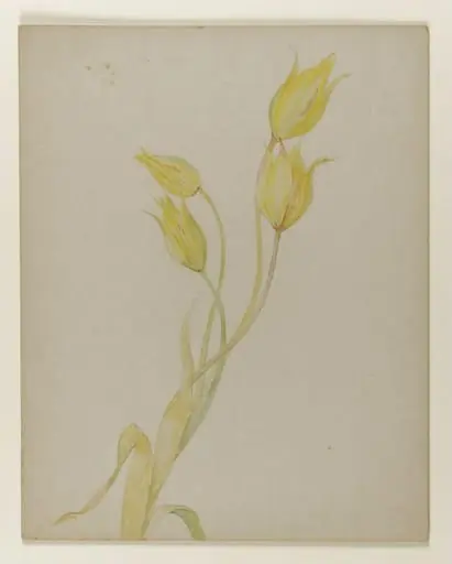 Yellow tulips
