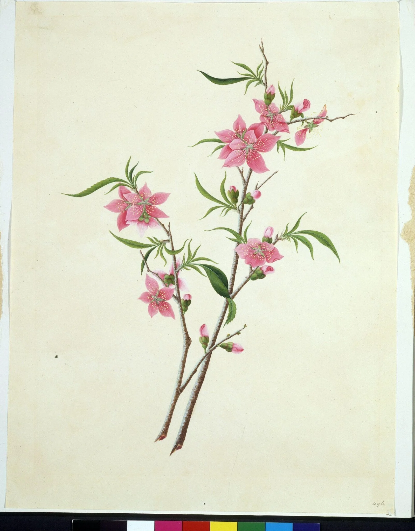 Flowering Peach, detail