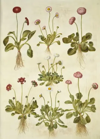 Bellis perennis (almindelig tusindfryd)