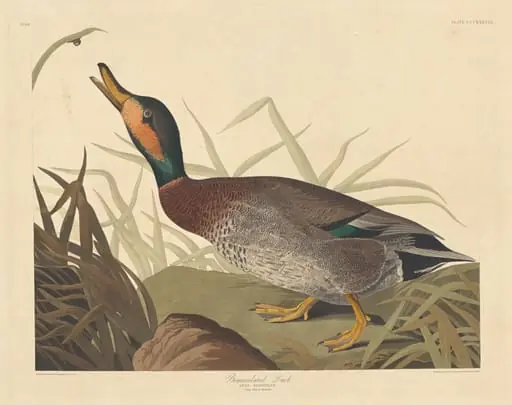 Bemaculated Duck