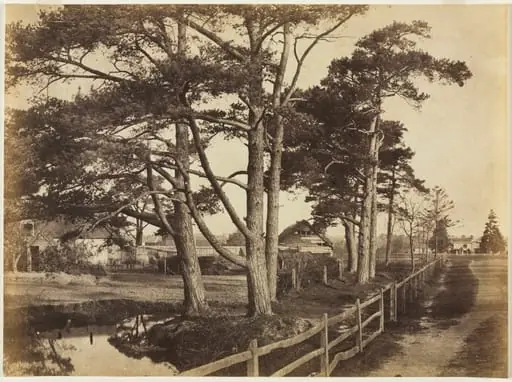 Scotch Firs, Hawkhurst, by Benjamin Brecknell Turner
