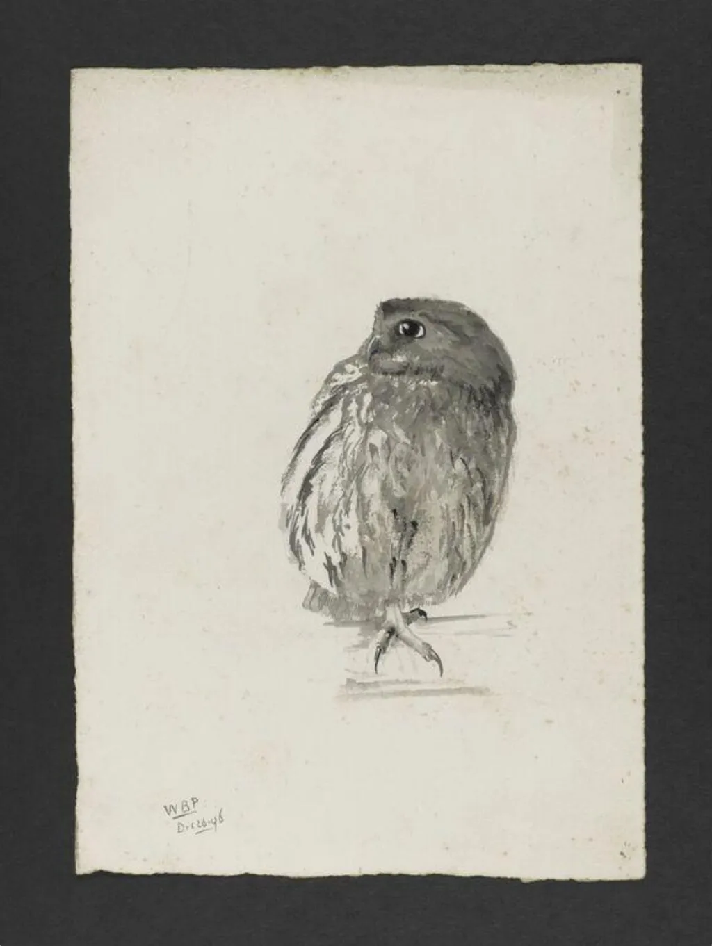 Portrait of a tame owl, by Bertram Potter, watercolor, 26