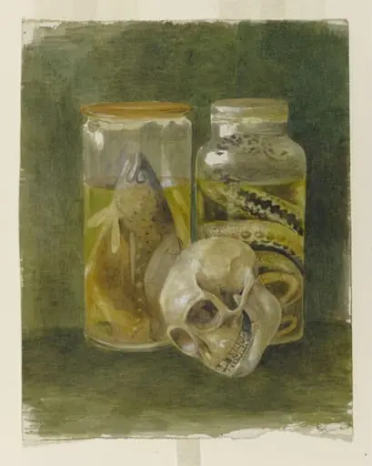 Still life study of a pickled fish and snake with a human skull, by Bertram Potter