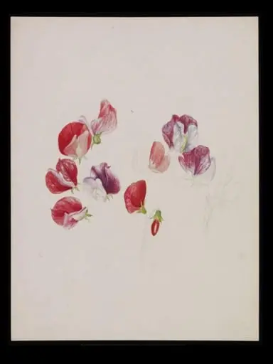 Unfinished drawing of sweet pea blossoms, by Bertram Potter