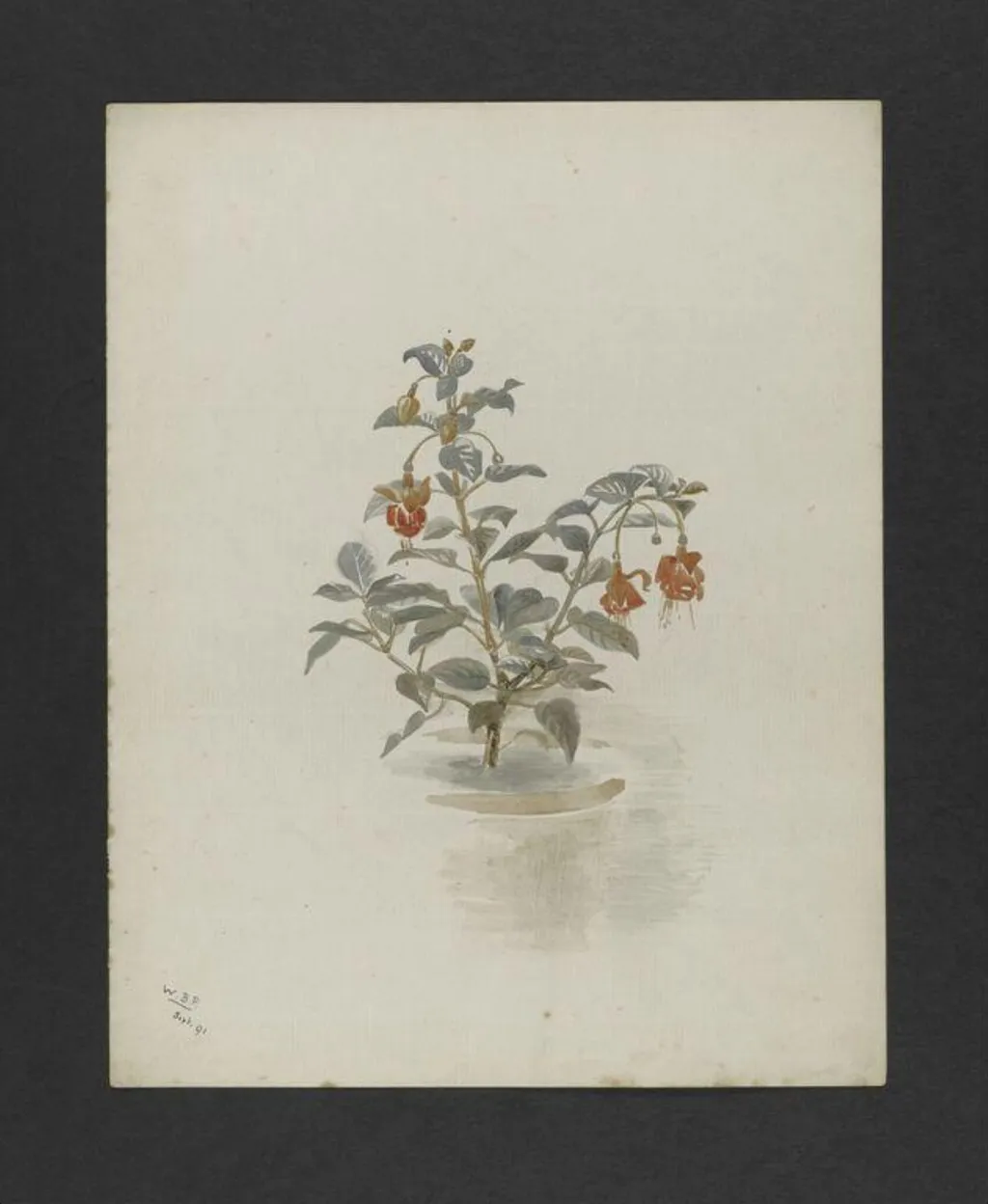 Untitled, by Bertram Potter, watercolor, 1891