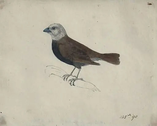 A Malacca Crossbeak, by Bewick