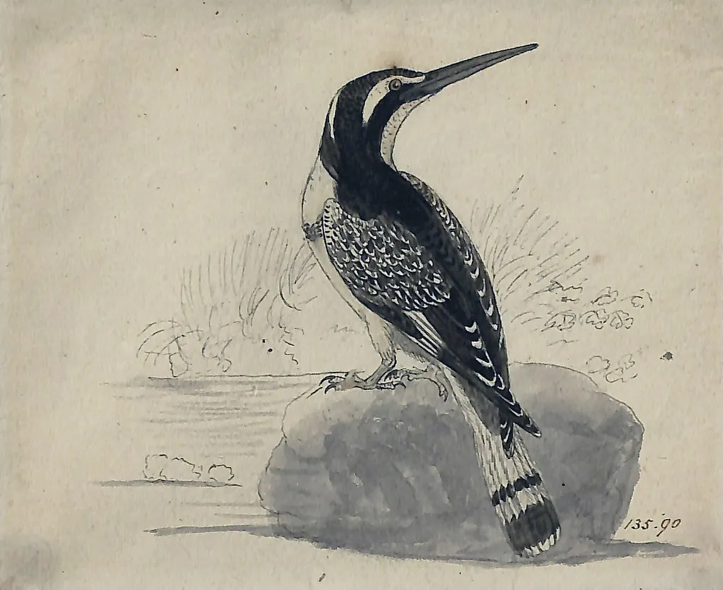 Black and white kingfisher, by Bewick, watercolor, 1773