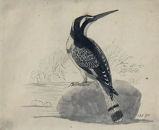 Black and white kingfisher, by Bewick