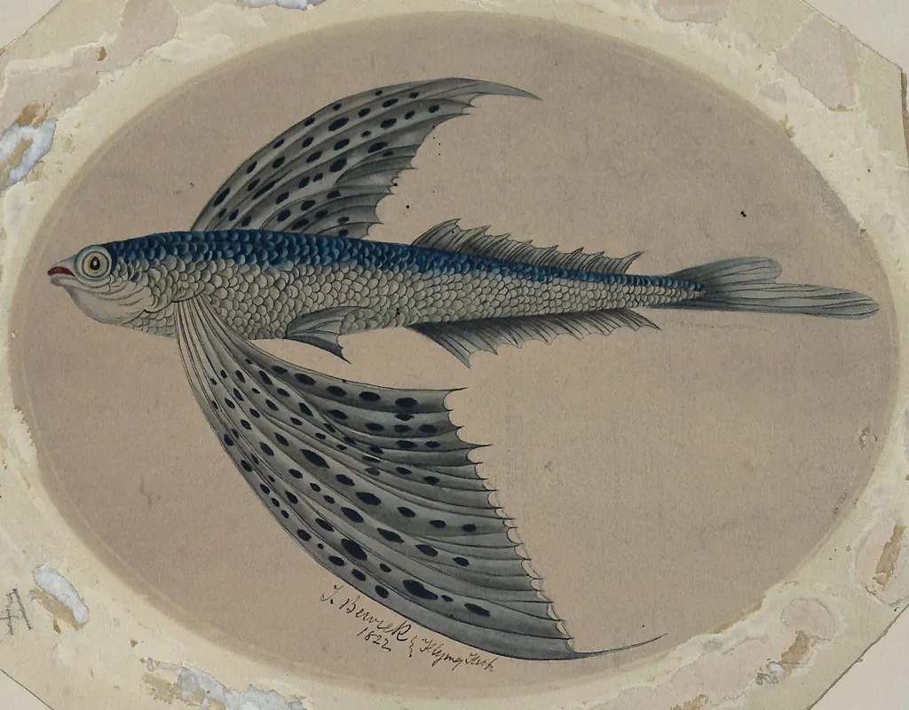 Flying fish, by Bewick, watercolor, 1750