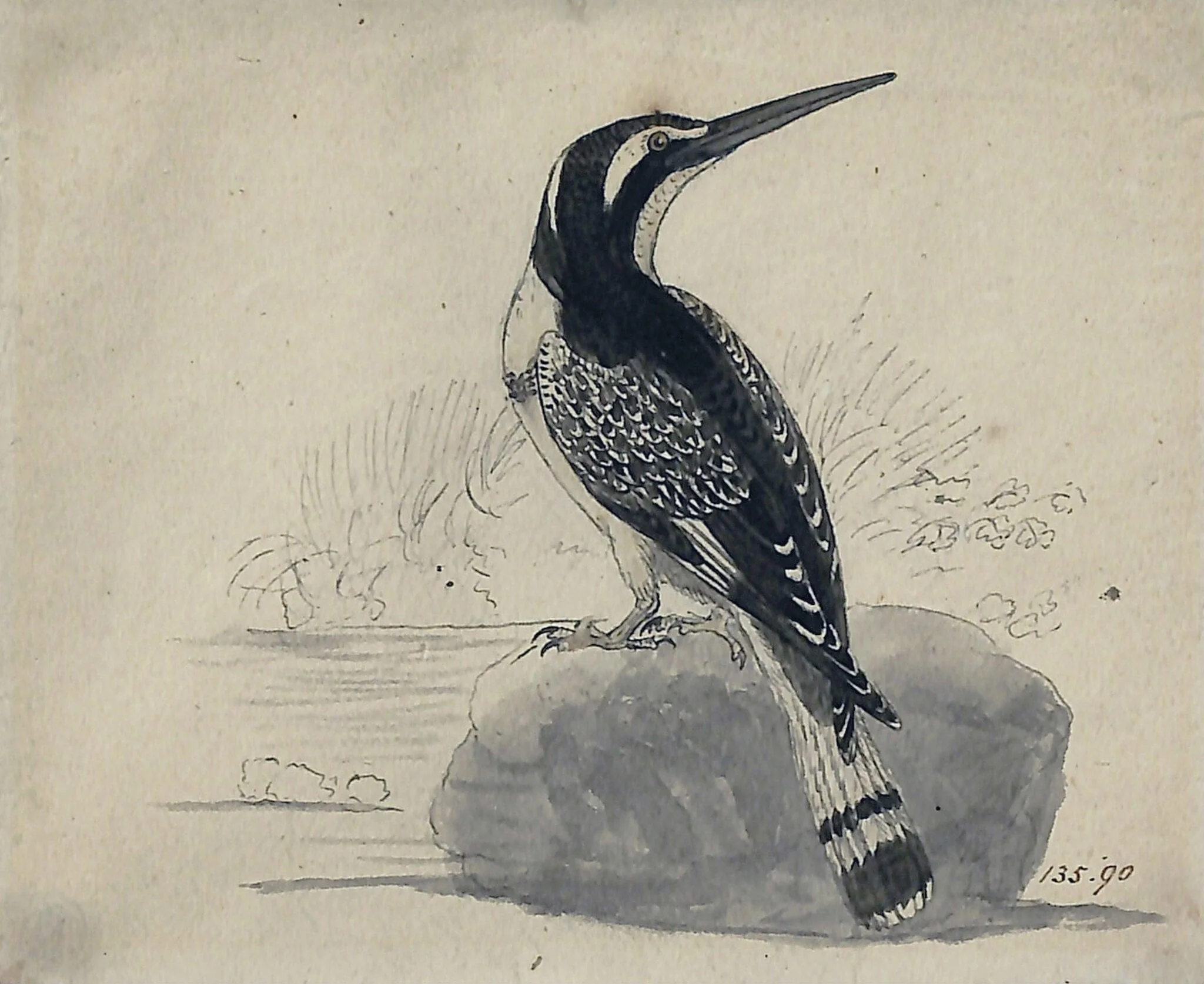 Black and white kingfisher, detail