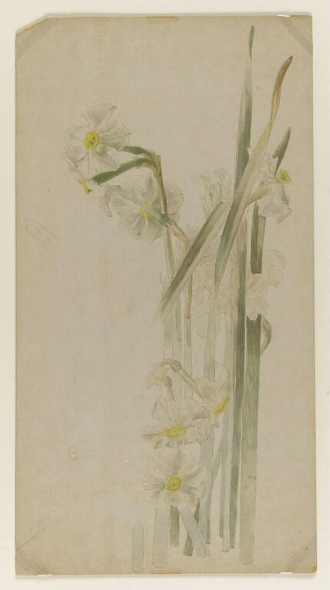 Group of narcissus flowers, detail