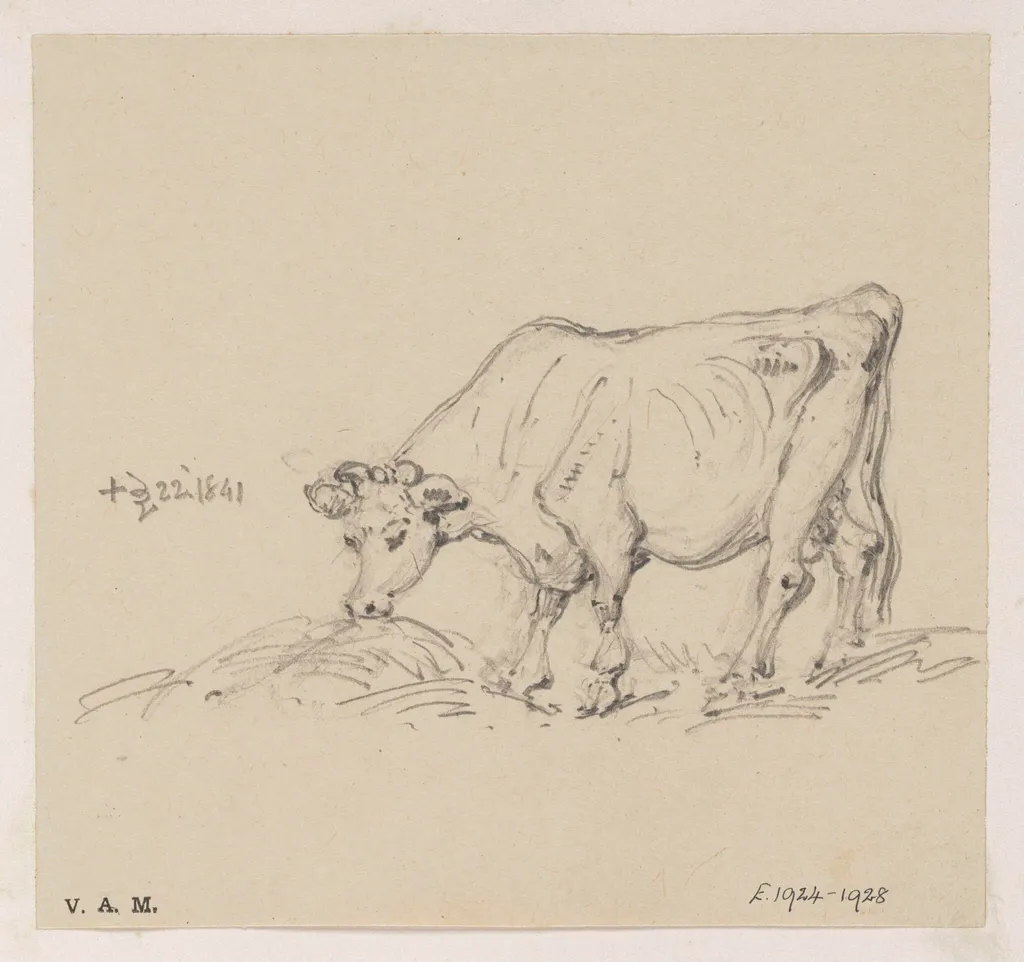 A feeding cow, by George Chinnery, 17