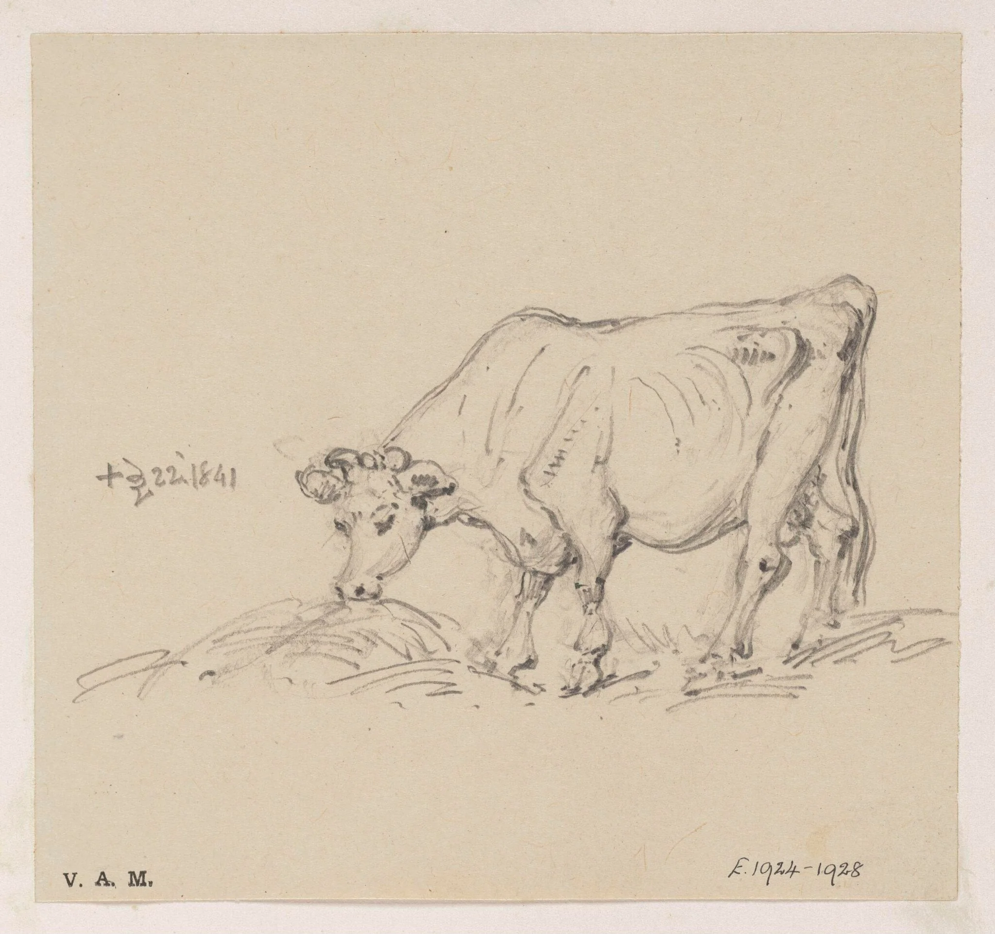 A feeding cow, detail