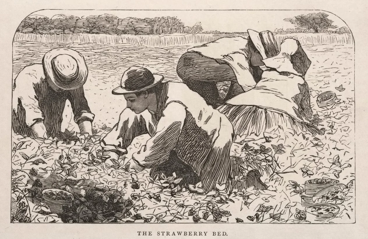 The Strawberry Bed, detail