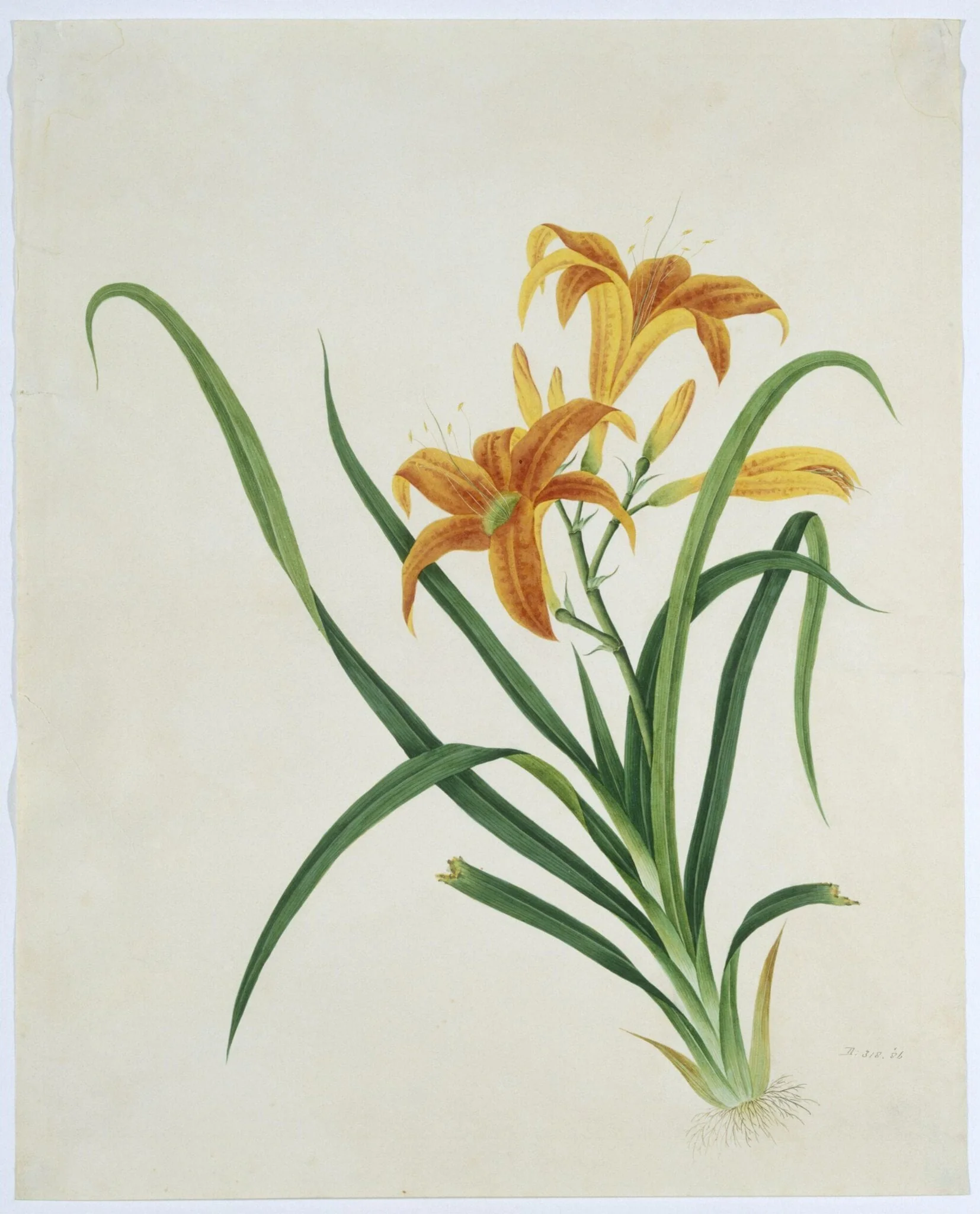Orange Day Lily, detail