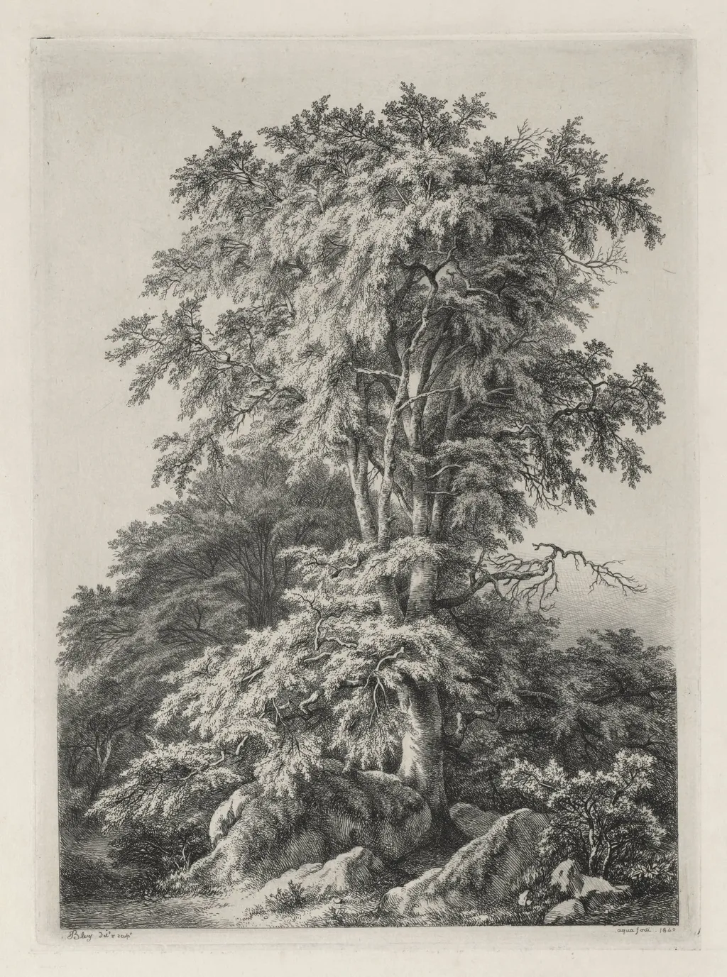 Studies Drawn and Engraved after Nature: The Beach, Fontainebleau (Études dessinées et Gravées D'après nature: Le hêtre, Fontainebleau), by Eugène Blery, 1840