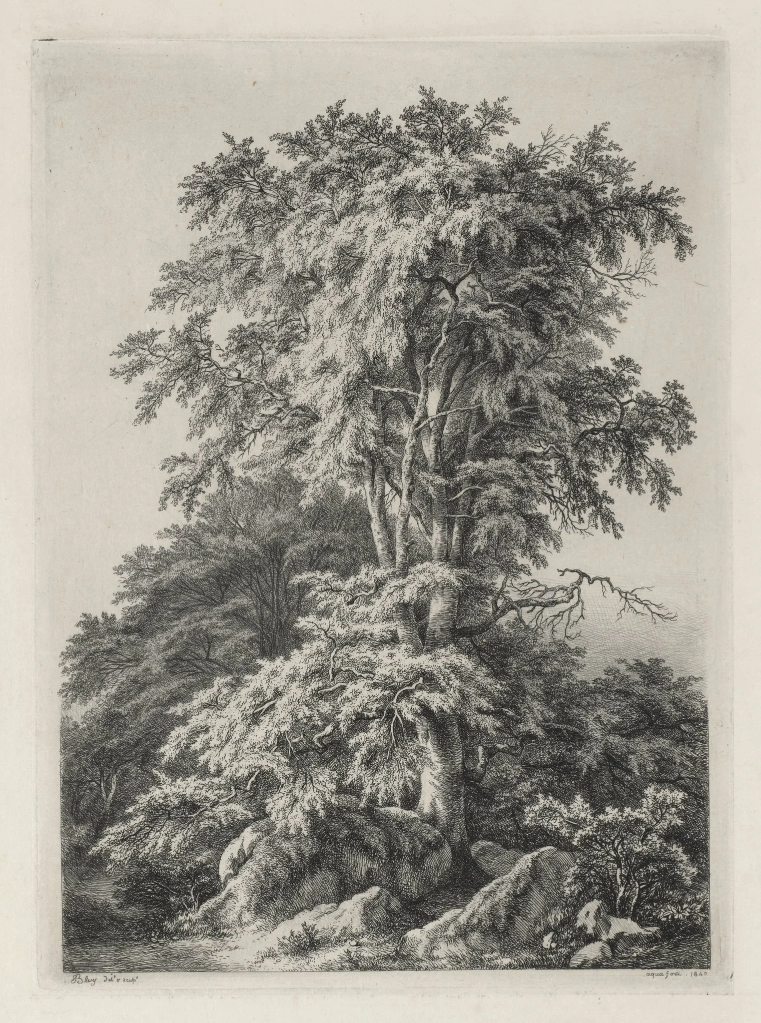 Studies Drawn and Engraved after Nature: The Beach, Fontainebleau (Études dessinées et Gravées D'après nature: Le hêtre, Fontainebleau), detail