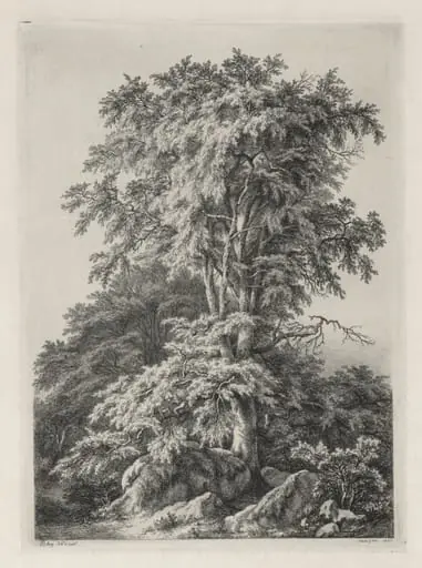 Studies Drawn and Engraved after Nature: The Beach, Fontainebleau (Études dessinées et Gravées D'après nature: Le hêtre, Fontainebleau), by Eugène Blery, 1840