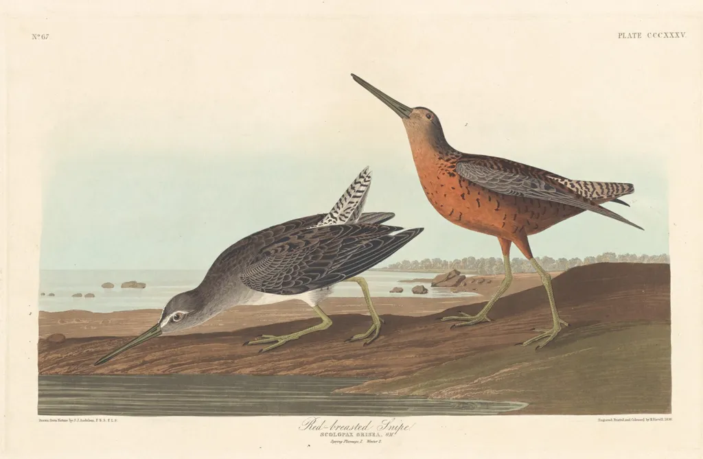 Red-breasted Snipe, by Havell, Jr., Robert, ink, 1836