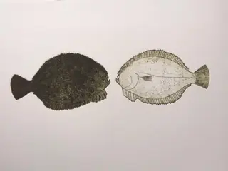 Flounder