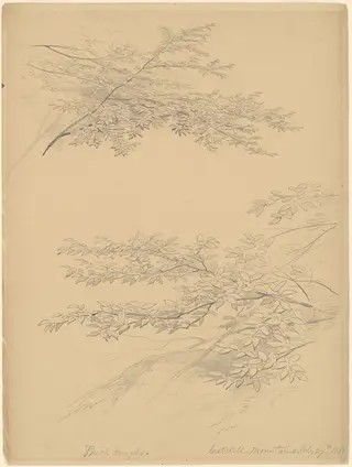 Birch Boughs, Catskill Mountains