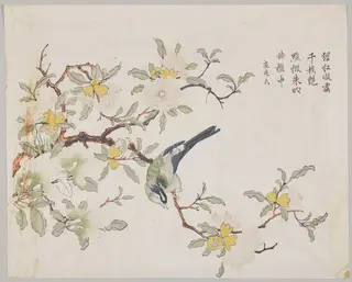 Bird on Pomegranate